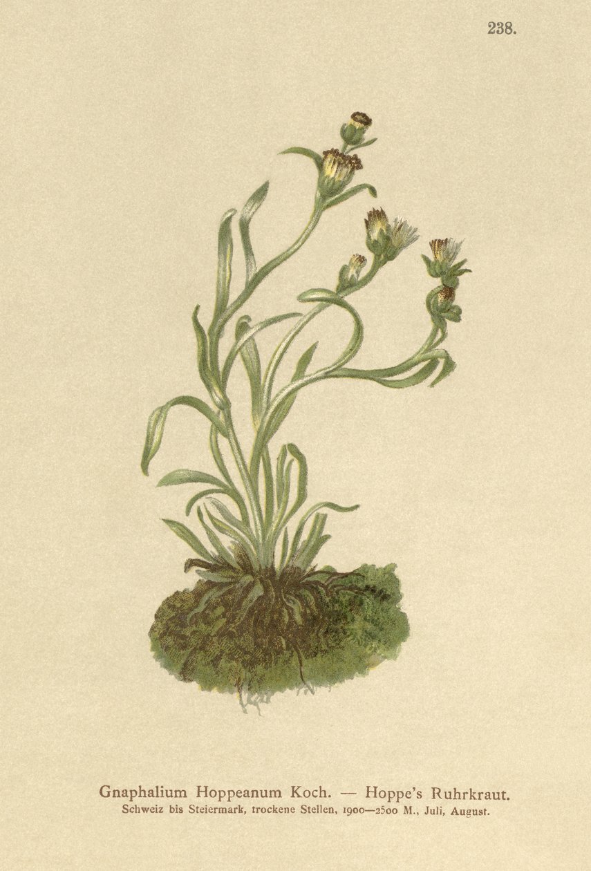 Chmel obecný (Gnaphalium Hoppeanum, Omalotheca hoppeana) od German School