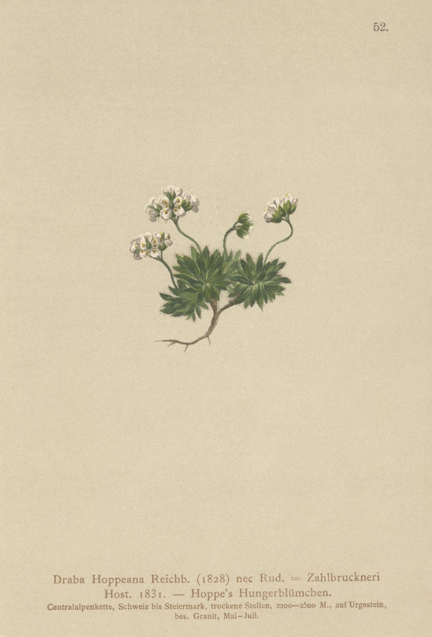 Hoppes Whitlow-grass (Draba Hoppeana, Draba Zahlbruckneri) od German School