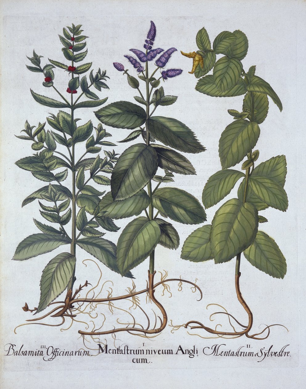 Horsemint and Spearmint, from Hortus Eystettensis, by Basil Besler (1561-1629), pub. 1613 (ručně kolorovaná rytina) od German School