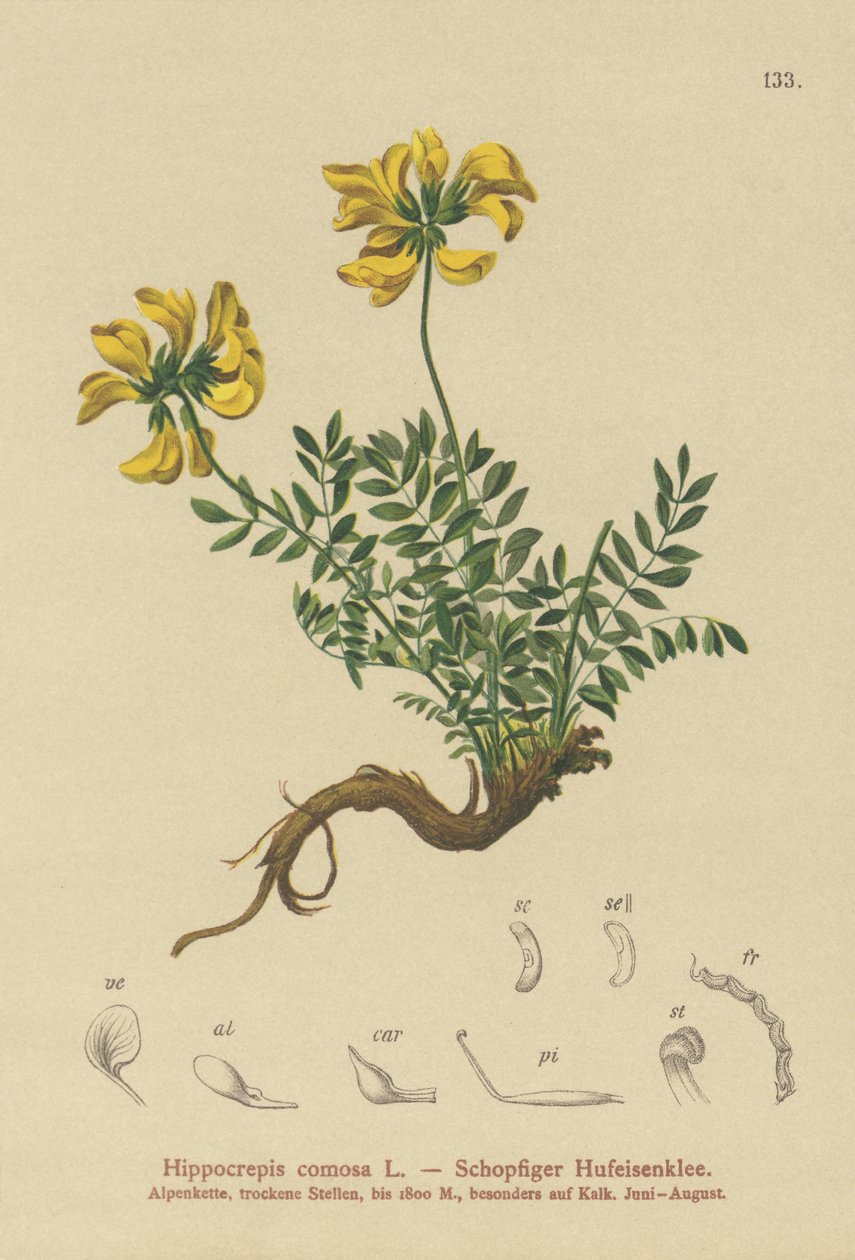 vikev podkovová (Hippocrepis comosa) od German School