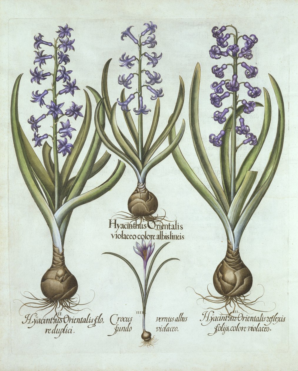 Hyacinty a podzimní krokus, od Hortus Eystettensis, Basil Besler (1561-1629), pub. 1613 (ručně kolorovaná rytina) od German School