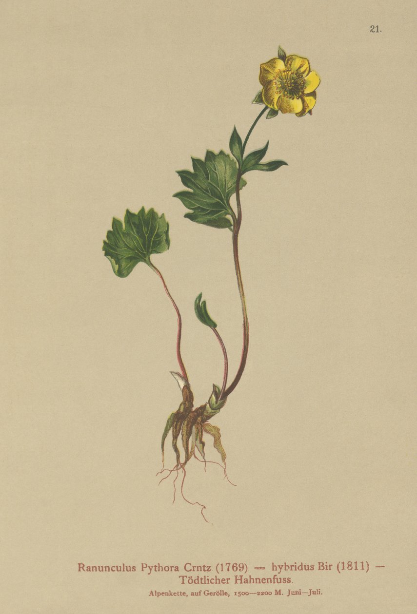 Hybridní pryskyřník (Ranunculus Pythora, Ranunculus hybridus) od German School