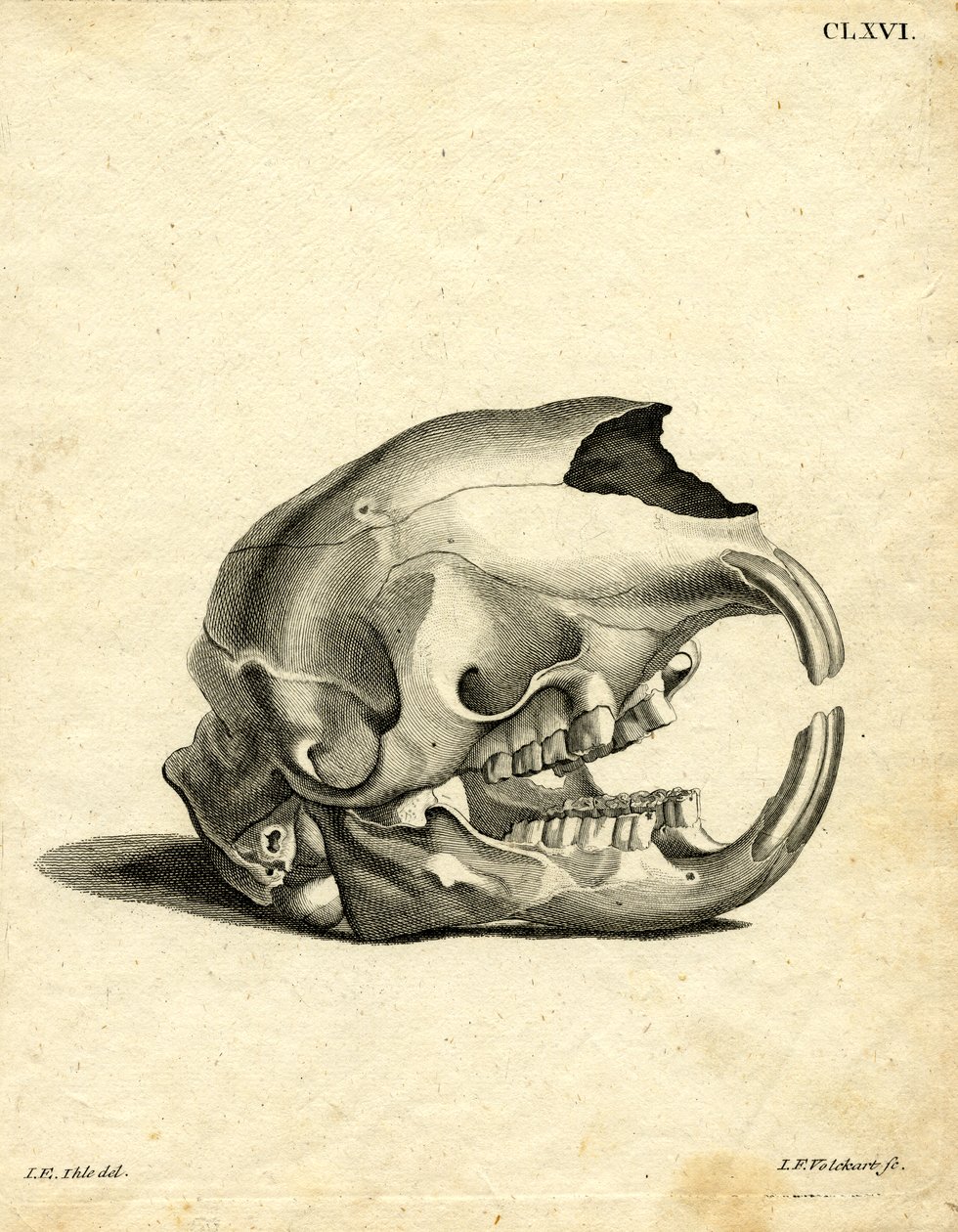 Hyrax Skull (barevná rytina) od German School