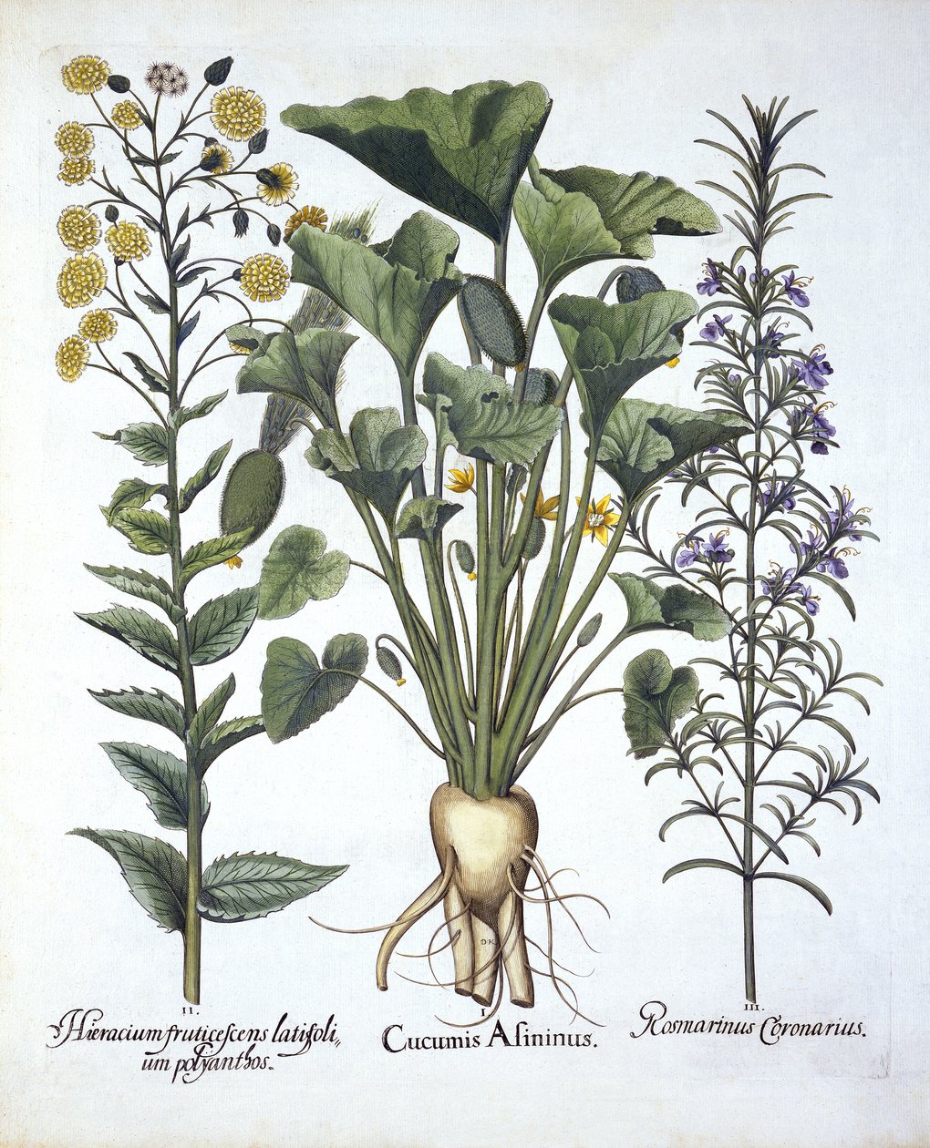 I Stříkající okurka, ii Jestřábník úzkolistý, iii Rozmarýn, od Hortus Eystettensis, od Basila Beslera (1561-1629) hospoda. 1613 od German School