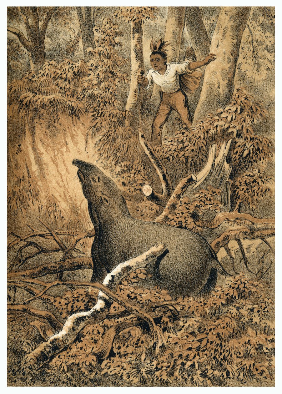 Ilustrace, indický lov tapírů v amazonském lese. V “” De Bootslieden der Amazon-River””, Karl Muller, Nizozemsko od German School