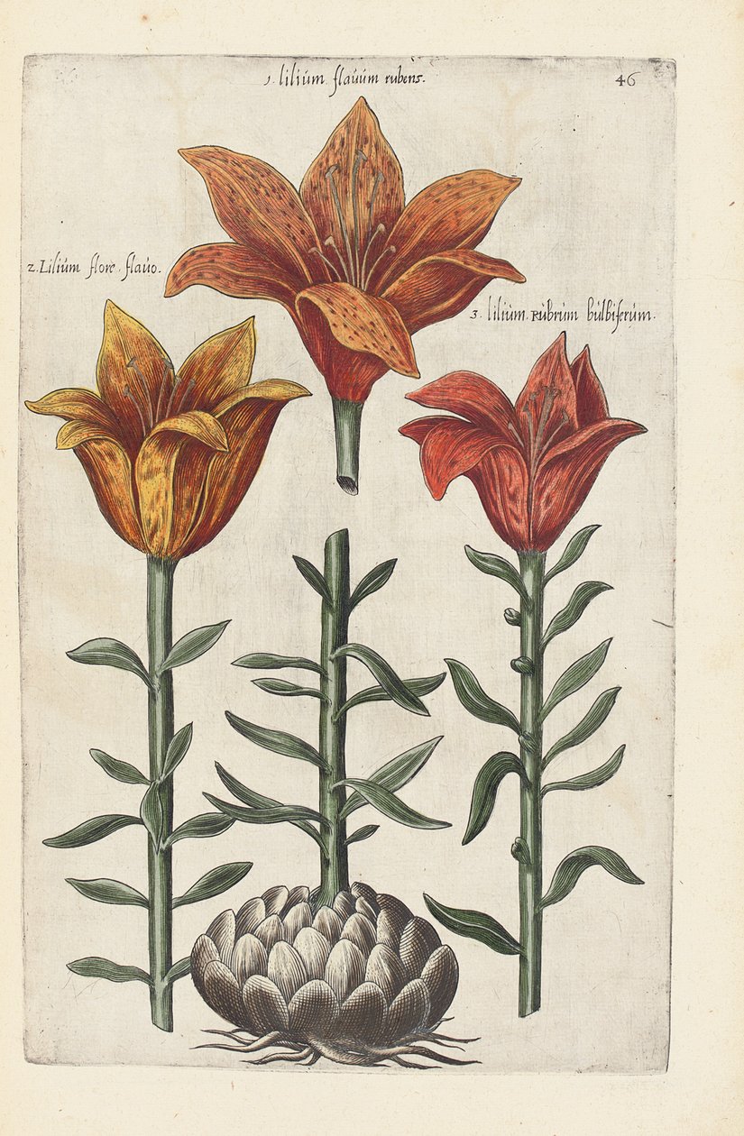 Ilustrace z "Florilegium ... ošetřování různých květin a jiných indexových rostlin, jak jsou živě popsány ve dvou částech a čtyřech jazycích uspořádaných od German School