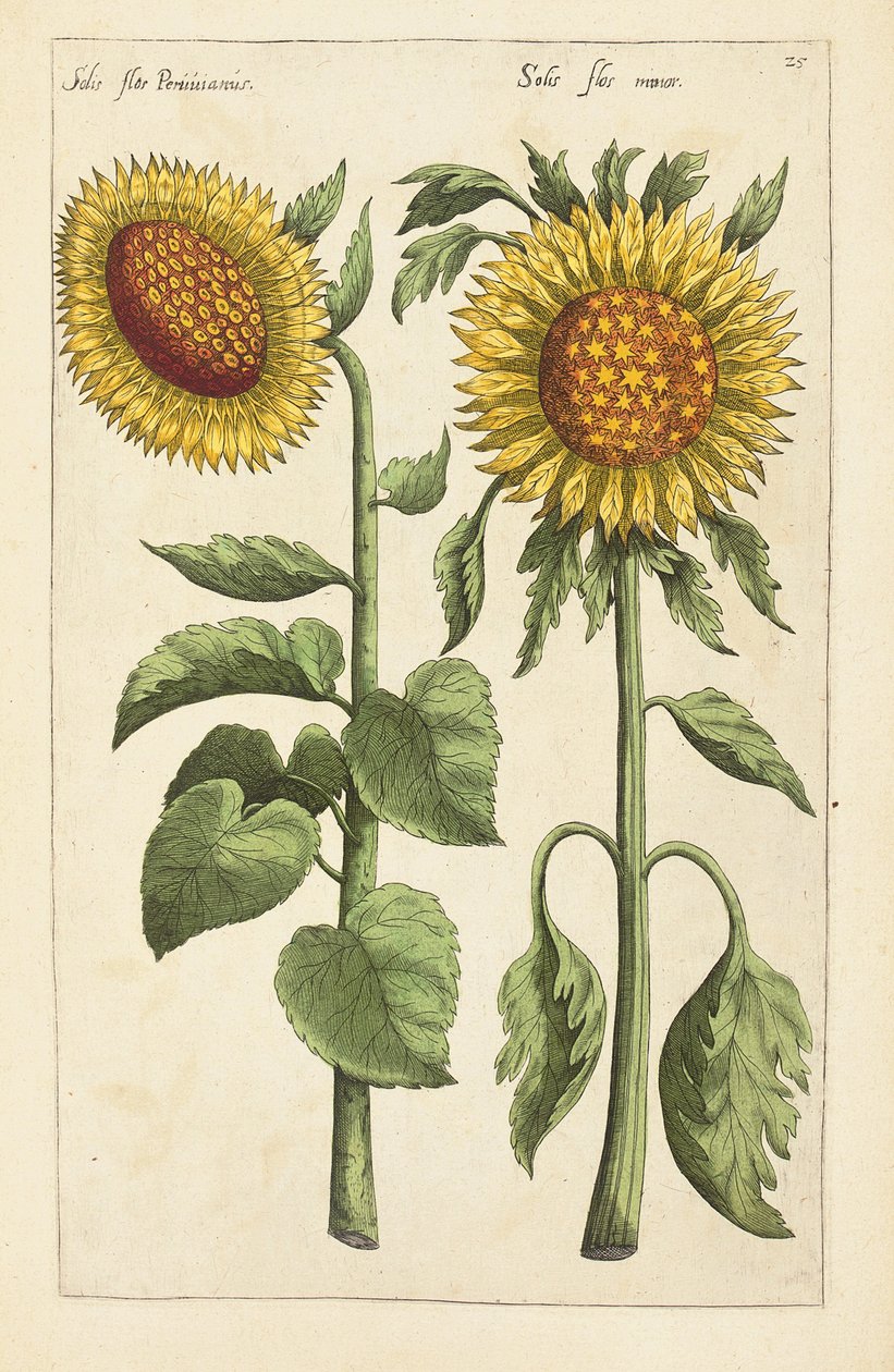 Ilustrace z "Florilegium ... ošetřování různých květin a jiných indexových rostlin, jak jsou živě popsány ve dvou částech a čtyřech jazycích uspořádaných od German School