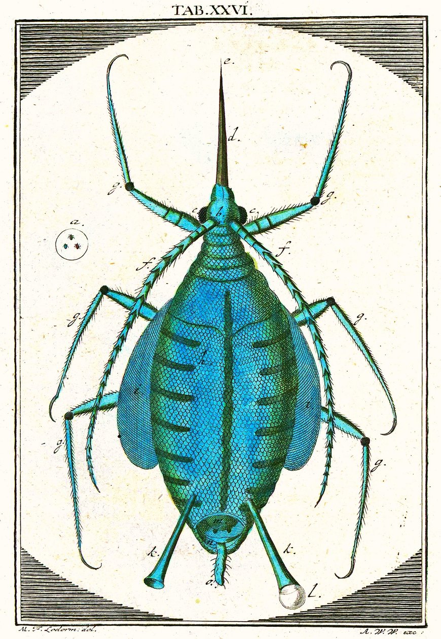 Ilustrace mšice, Musement Microscopique, 1764 (barevná rytina) od German School