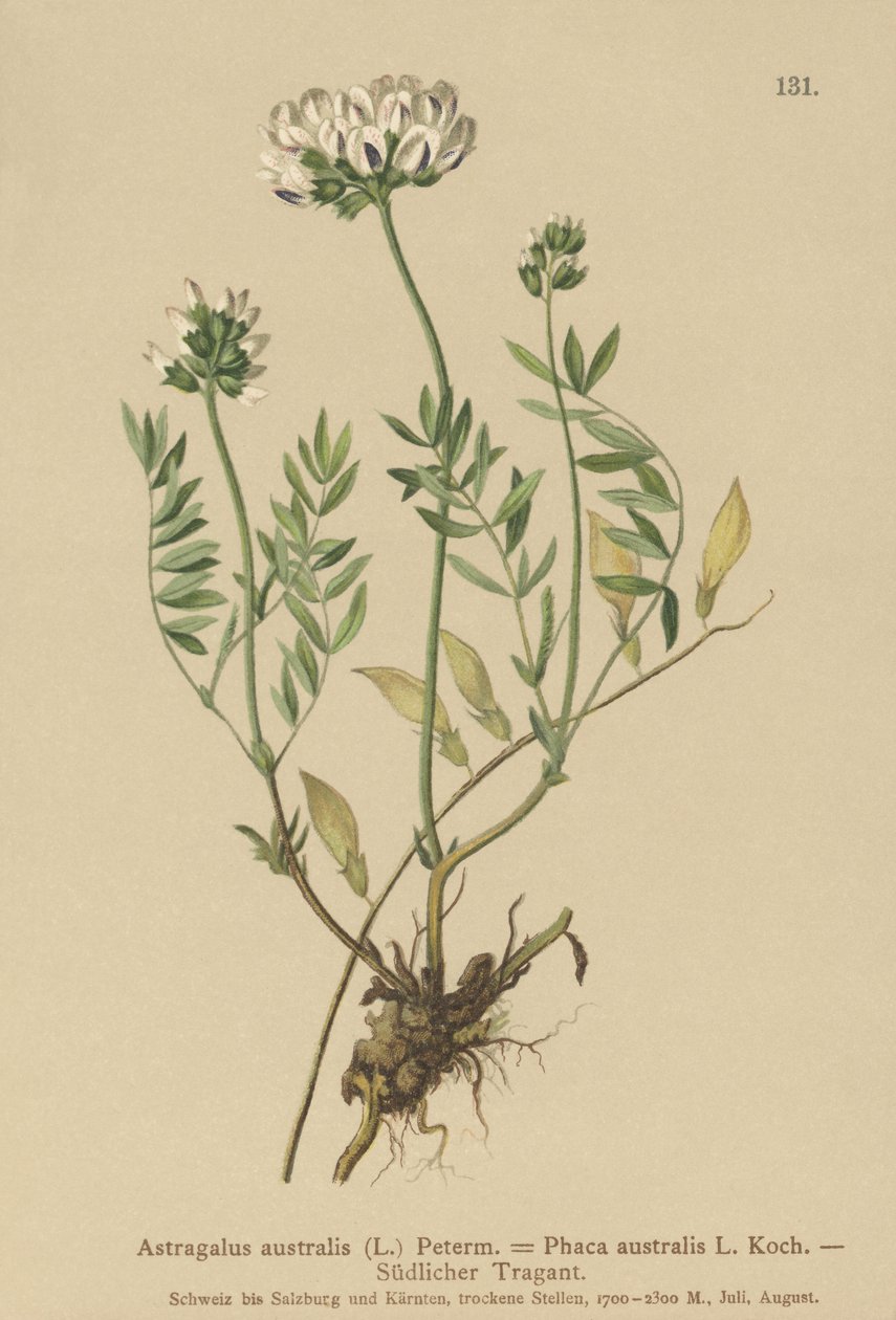 Milkvetch indický (Astragalus australis, Astragalus aboriginum, Phaca australis) od German School