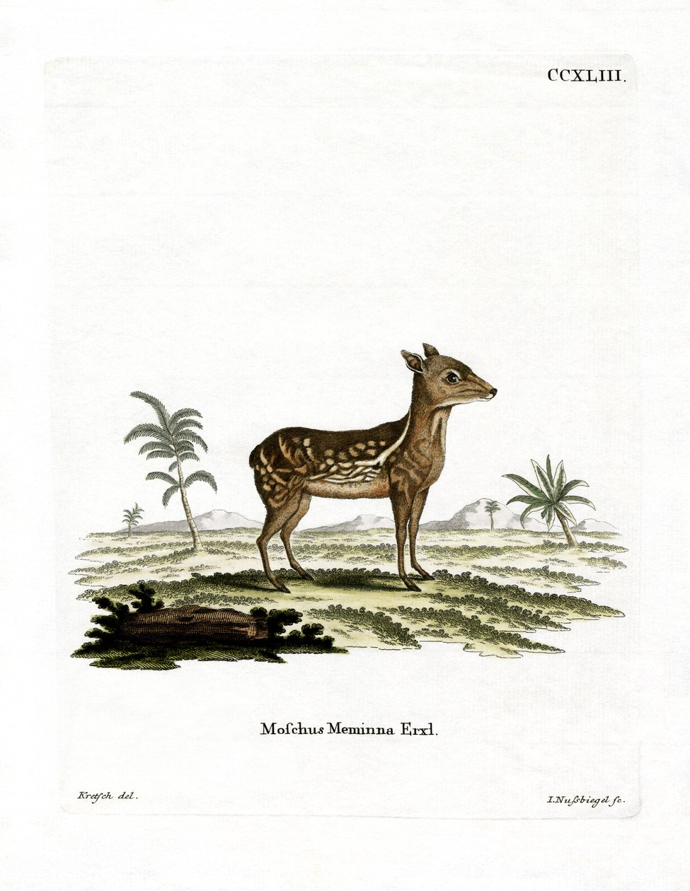 Indický tečkovaný Chevrotain (barevné rytí) od German School