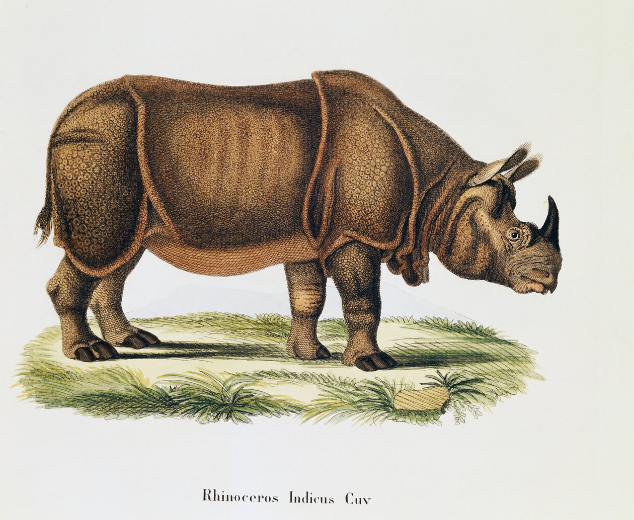 Nosorožci indičtí (Rhinoceros indicus), od savců ilustrovaných z přírody s popisy, Johann Christian Daniel von Schreber (1739-1810), rytina a kresba A Fleischmann, svazek 6-7, tabulka 317-D-D, Německo od German School
