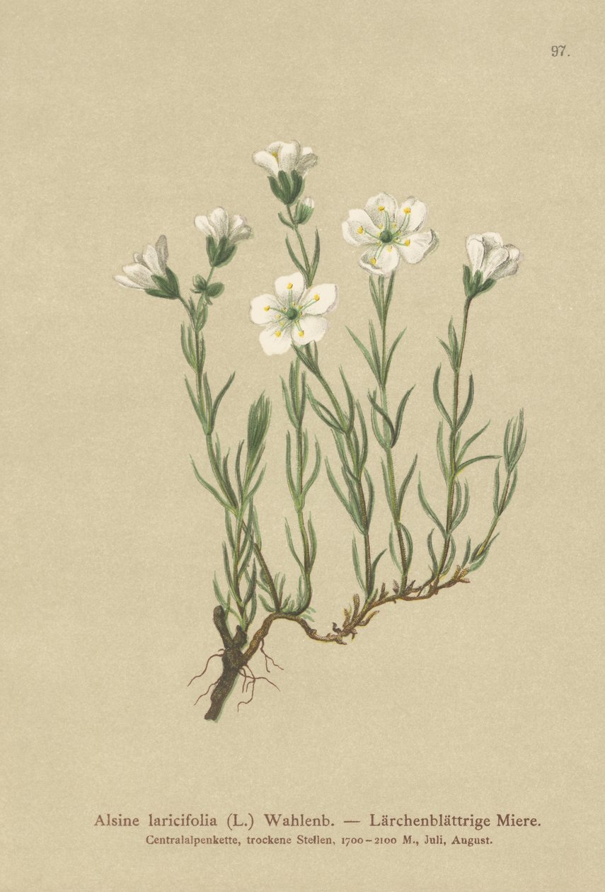 Pískomil alpský (Alsine laricifolia, Minuartia laricifolia, Arenaria laricifolia) od German School