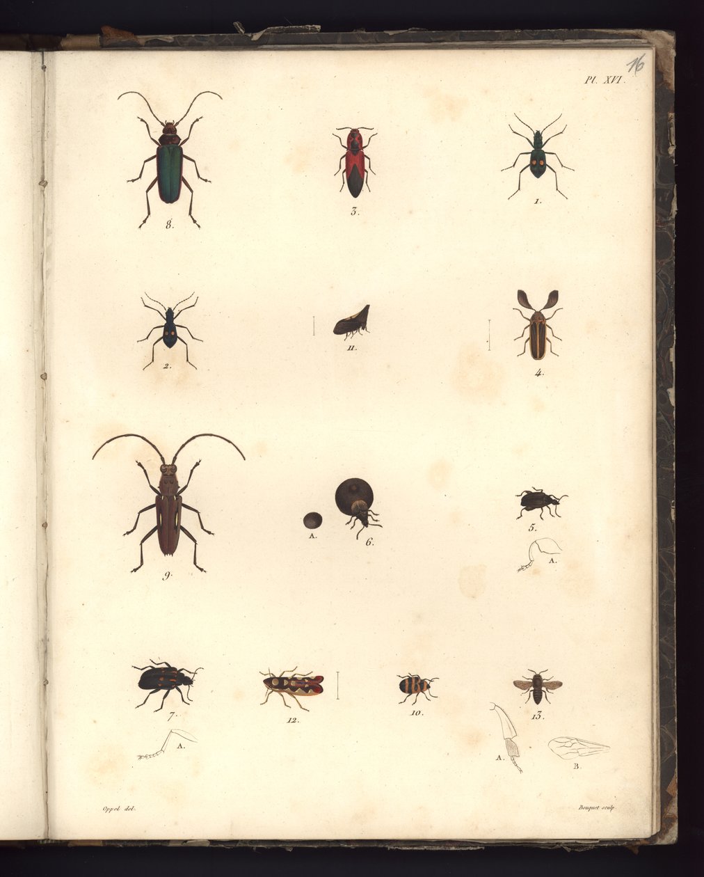 Insecta, Pl. XVI, ilustrace ze Sbírky pozorování zoologie a srovnávací anatomie, provedených v Atlantském oceánu, ve vnitrozemí nového kontinentu a v Jižním moři v průběhu let 179 od German School