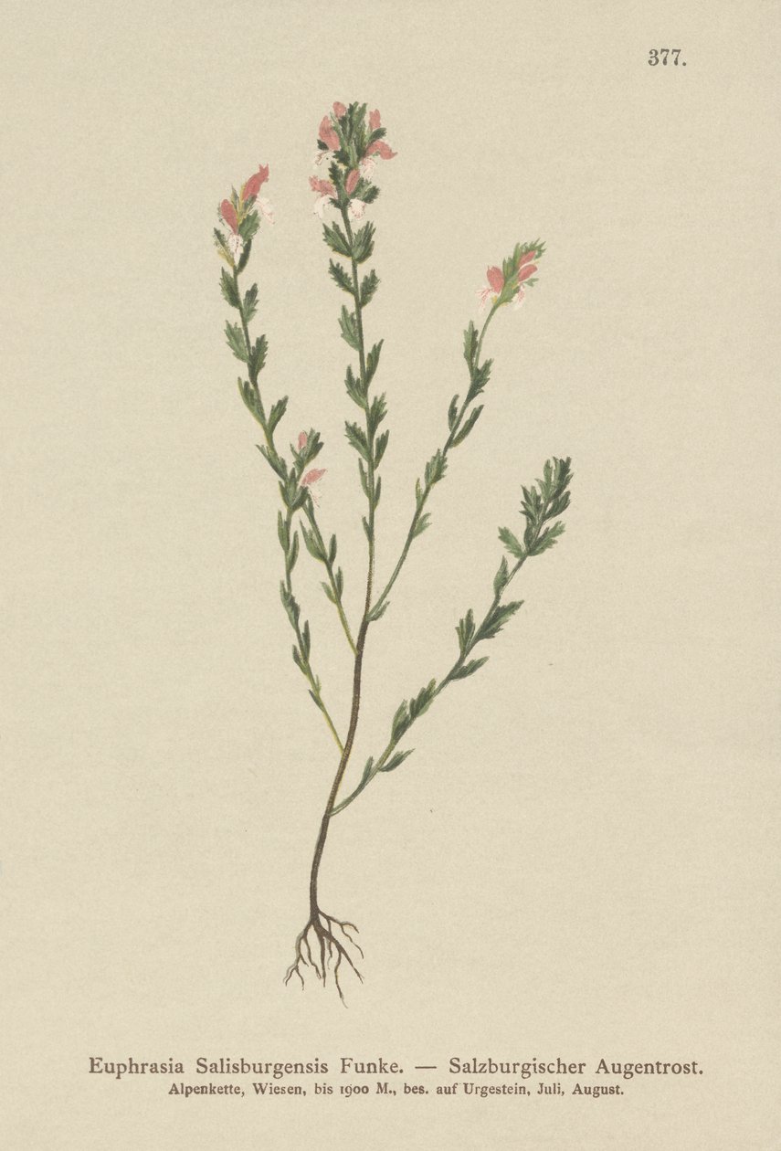 Irský světlík lékařský (Euphrasia Salisburgensis) od German School