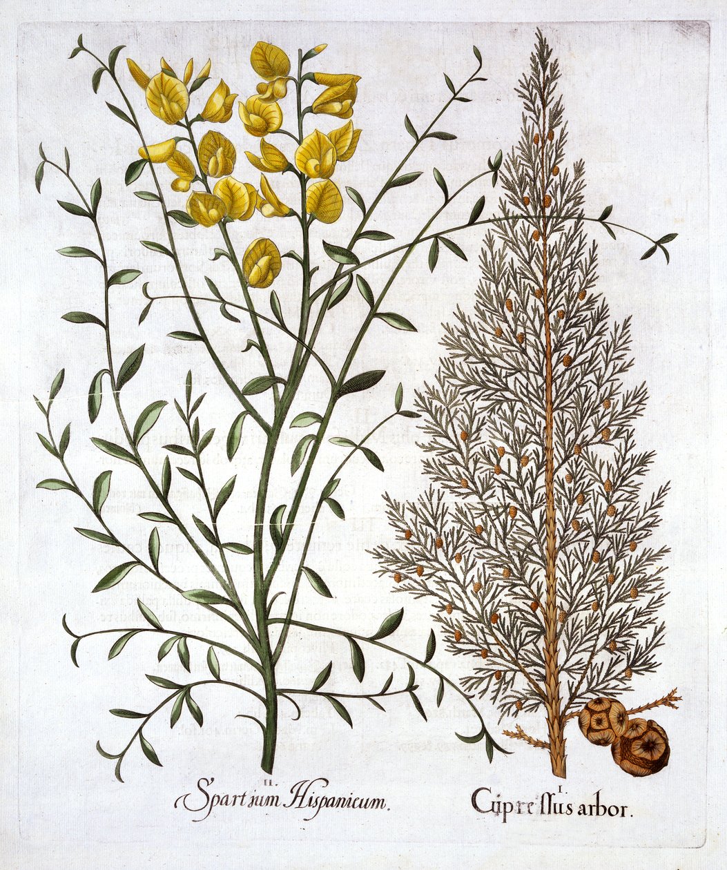 Italský cypřiš a španělské koště, od Hortus Eystettensis, od Basila Beslera (1561-1629), hospoda. 1613 (ručně kolorovaná rytina) od German School