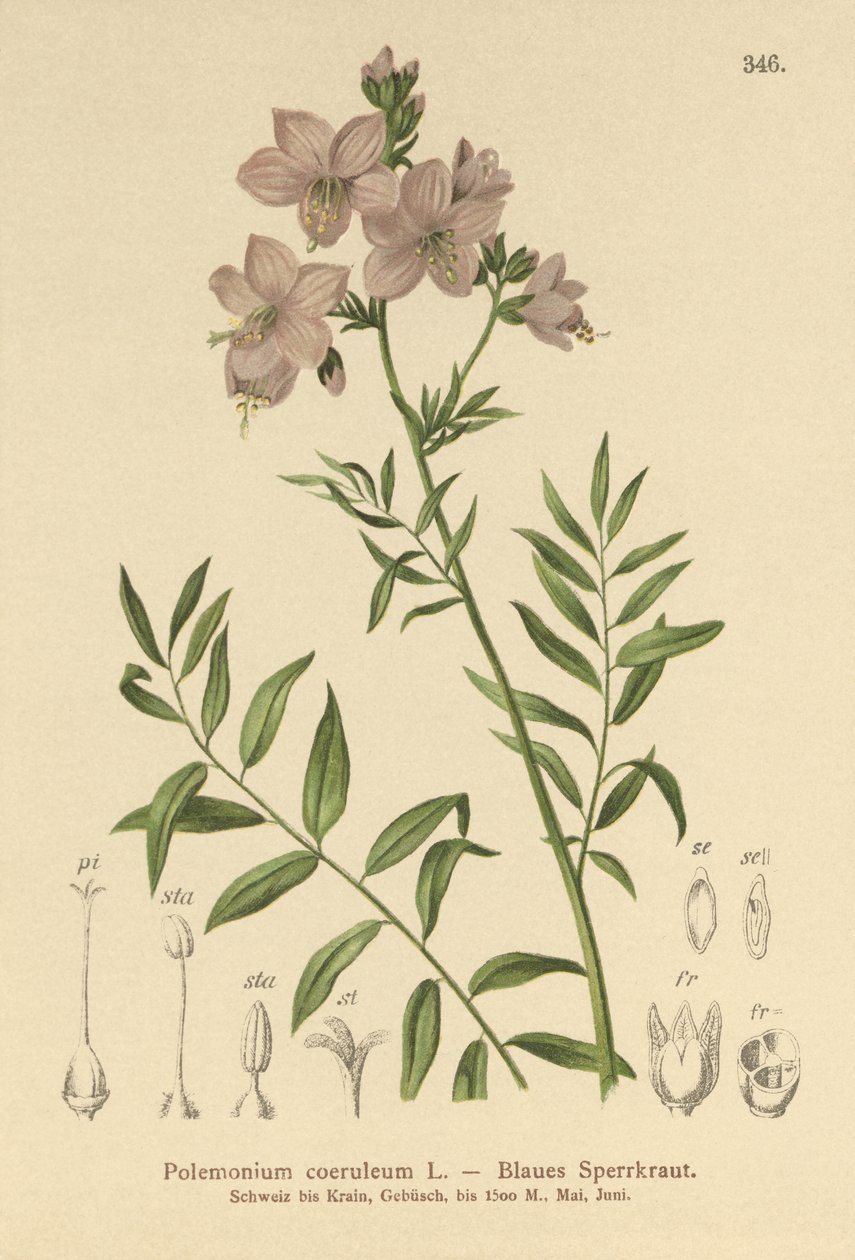 Jacobs Ladder (Polemonium coeruleum, Polemonium blue) od German School