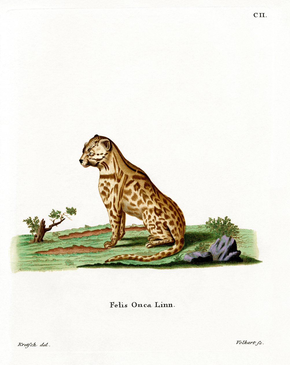 Jaguar (barevné rytí) od German School