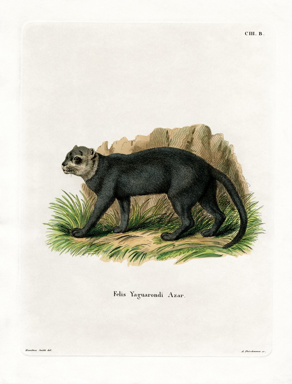 Jaguarandi (rytina Kabured) od German School