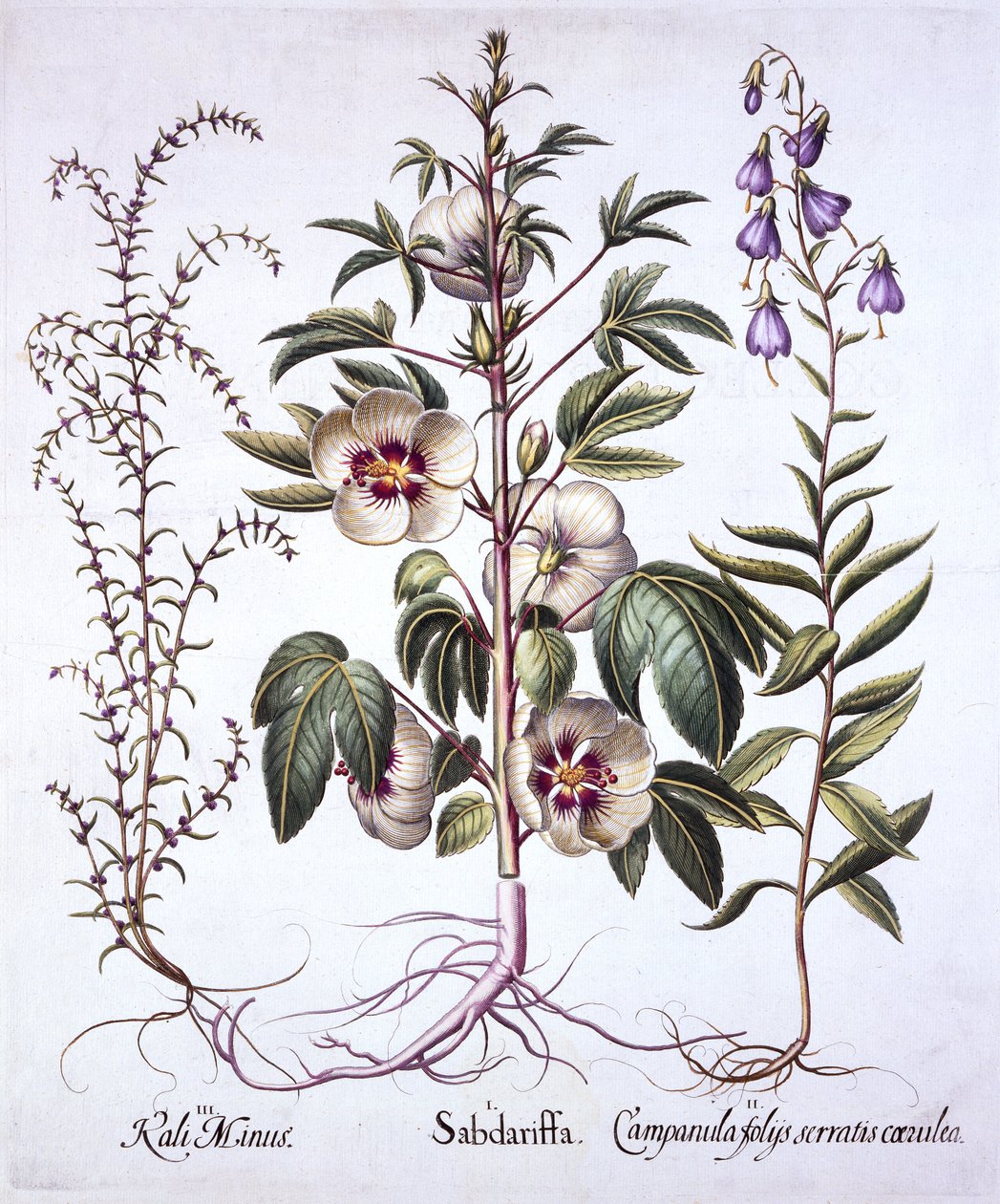 Jamajský šťovík, zvonek a solník ostnatý, od Hortus Eystettensis, Basil Besler (1561-1629), hospoda. 1613 (ručně kolorovaná rytina) od German School