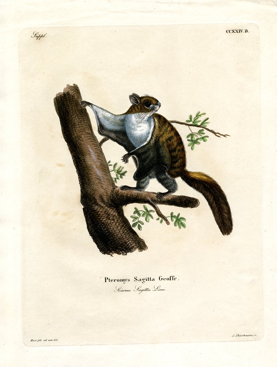 Javan Flying Squirrel (barevná rytina) od German School