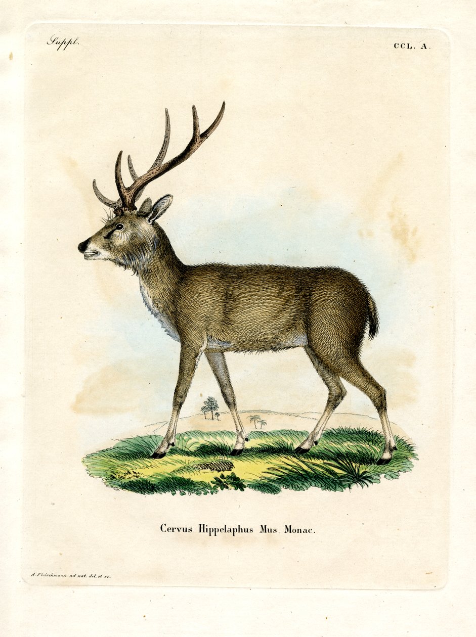 Javan Rusa (barevná rytina) od German School