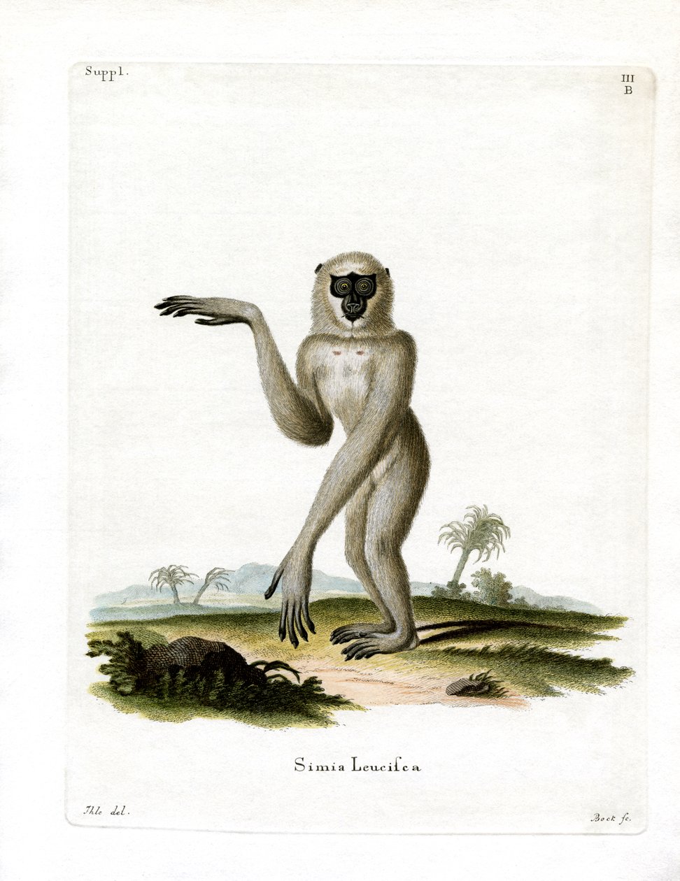 Javan Silvery Gibbon (barevná rytina) od German School