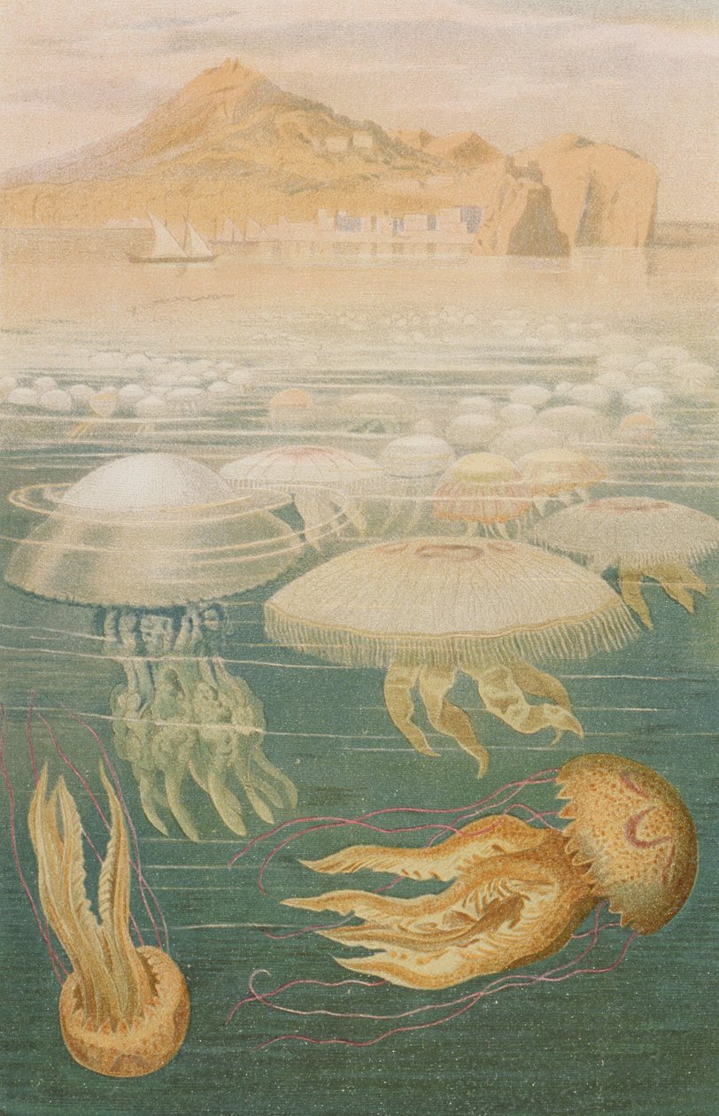 Medúza, talíř z Brehms Tierleben: Allgemeine Kunde des Tierreichs, sv. 10, str. 568, vydal Bibliographisches Institut, 1893 od German School
