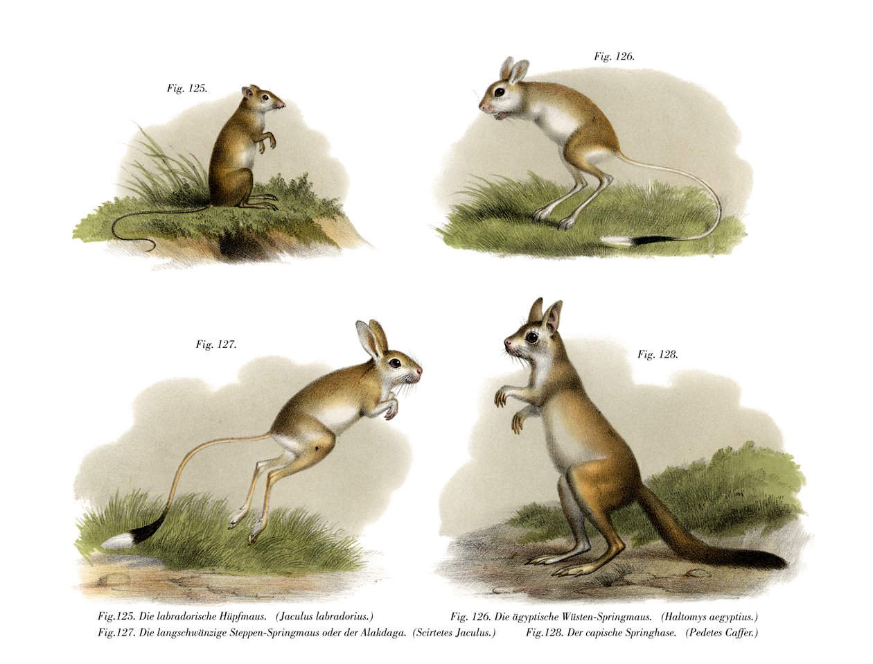 Jerboa, 1860 od German School