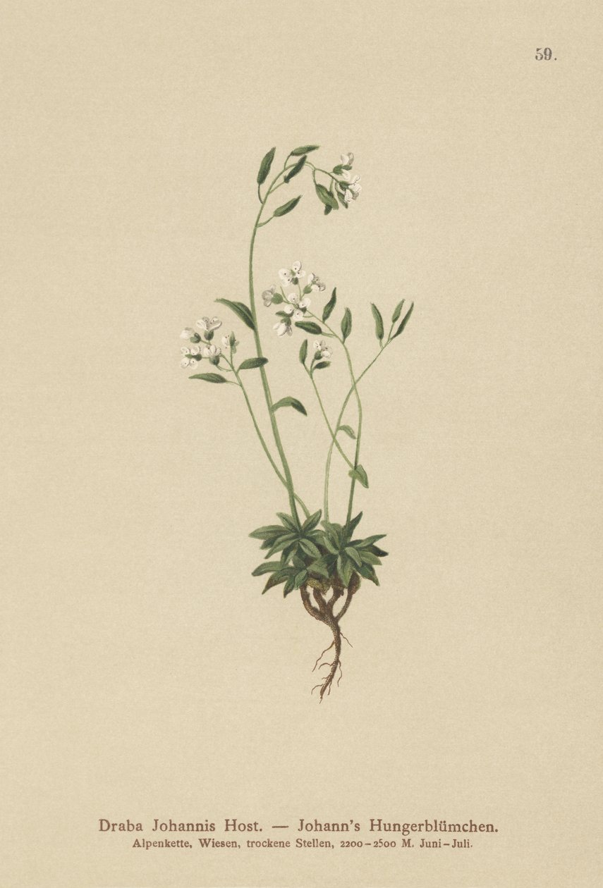Johns Whitlow-grass (Draba Johannis) od German School