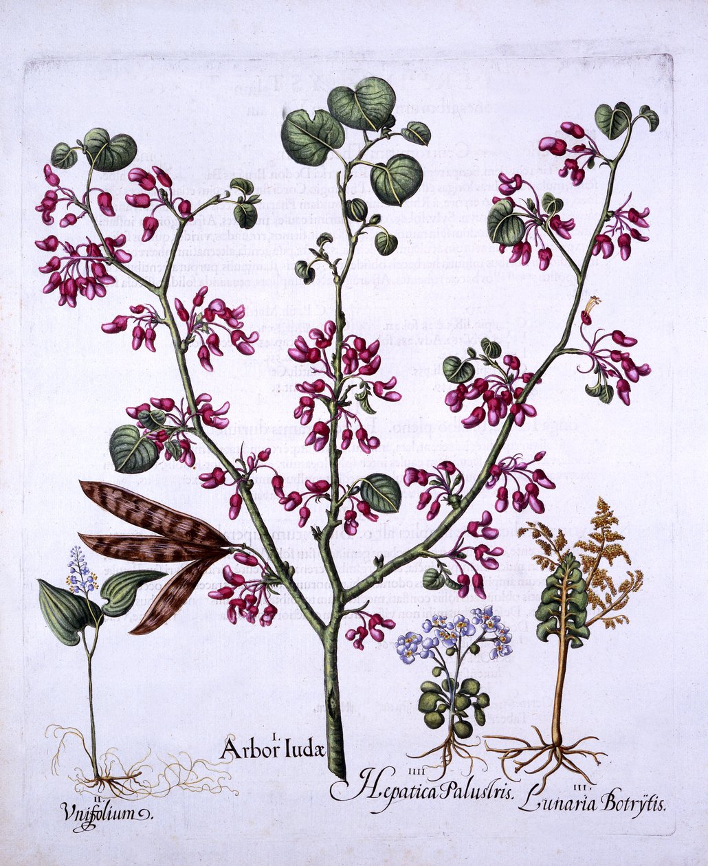 Jidášův strom, lilie májová, měsíčnice, jaterník, z Hortus Eystettensis, od Basila Beslera (1561-1629), hospoda. 1613 (ručně kolorovaná rytina) od German School
