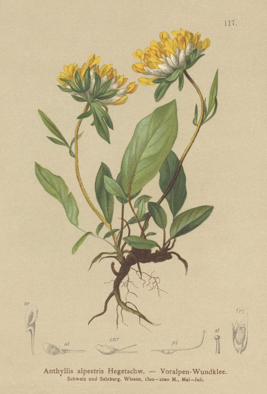 vikev ledvinová (Anthyllis alpestris, Anthyllis vulneraria var. alpestris) od German School