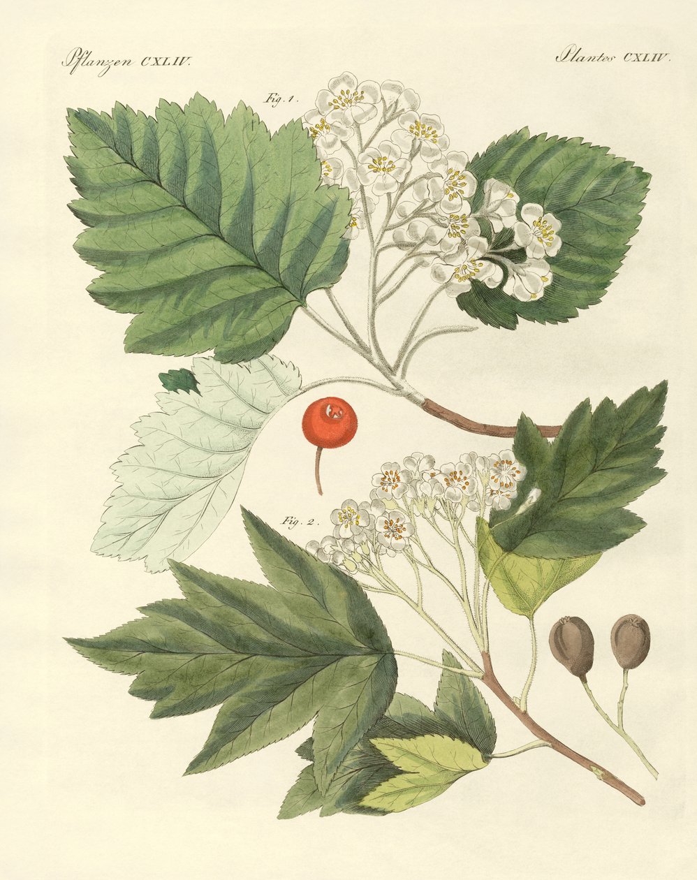 Druhy německého dřeva (barevné rytí) od German School