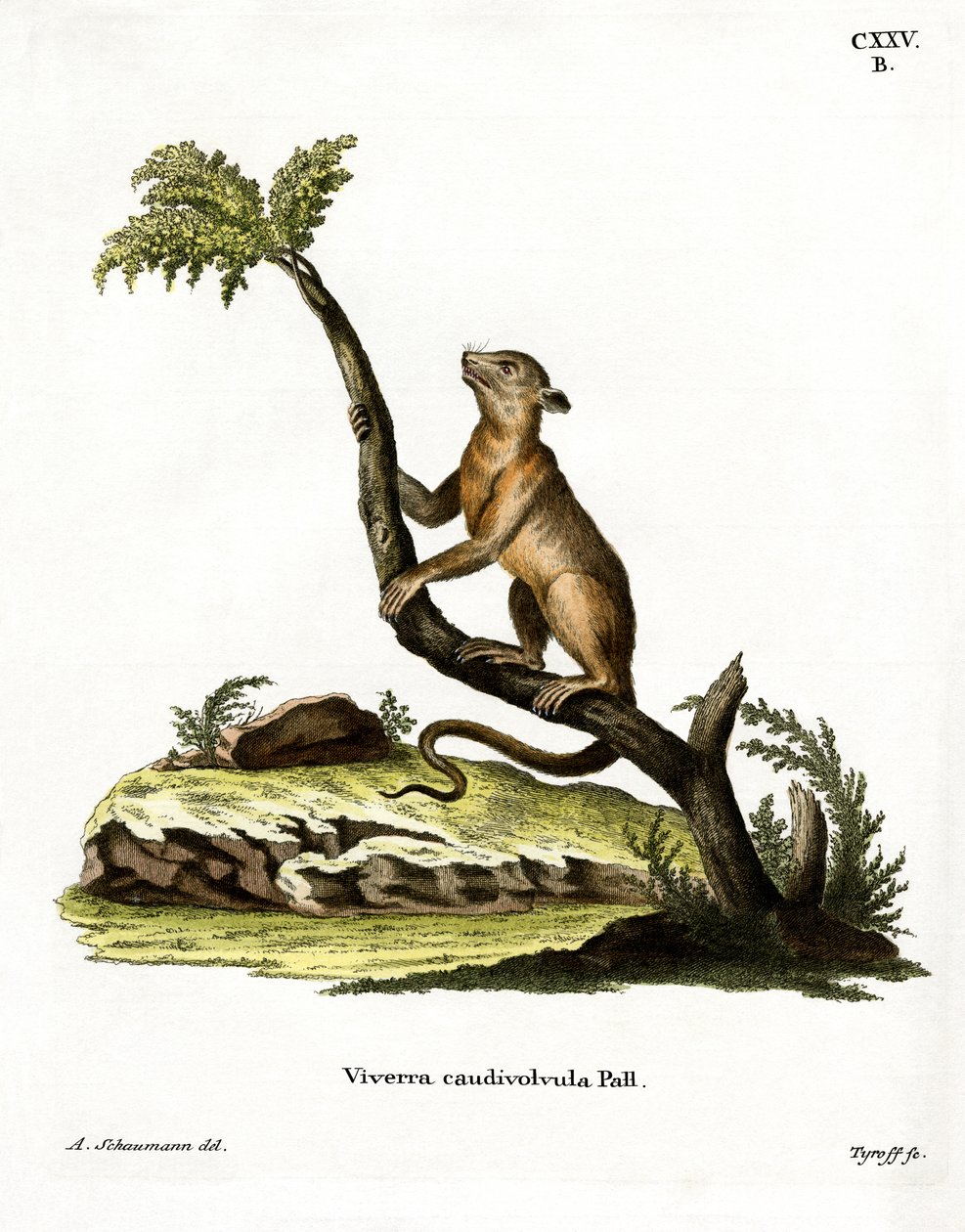 Kinkajou (barevné rytí) od German School