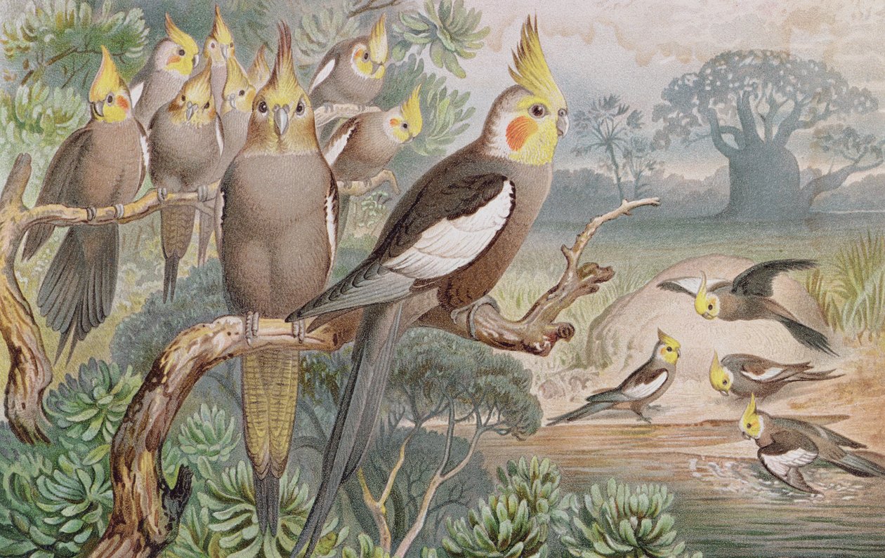 Kockatiel, deska z Brehmse Tierleben: Allgemeine Kunde des Tierreichs, sv. 5, s. 60, vydal Bibliographisches Institut, 1892 od German School