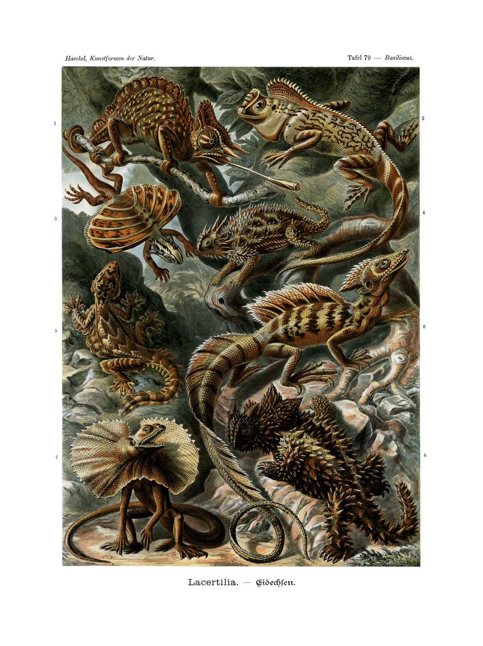 Lacertilia, 1899-1904 od German School