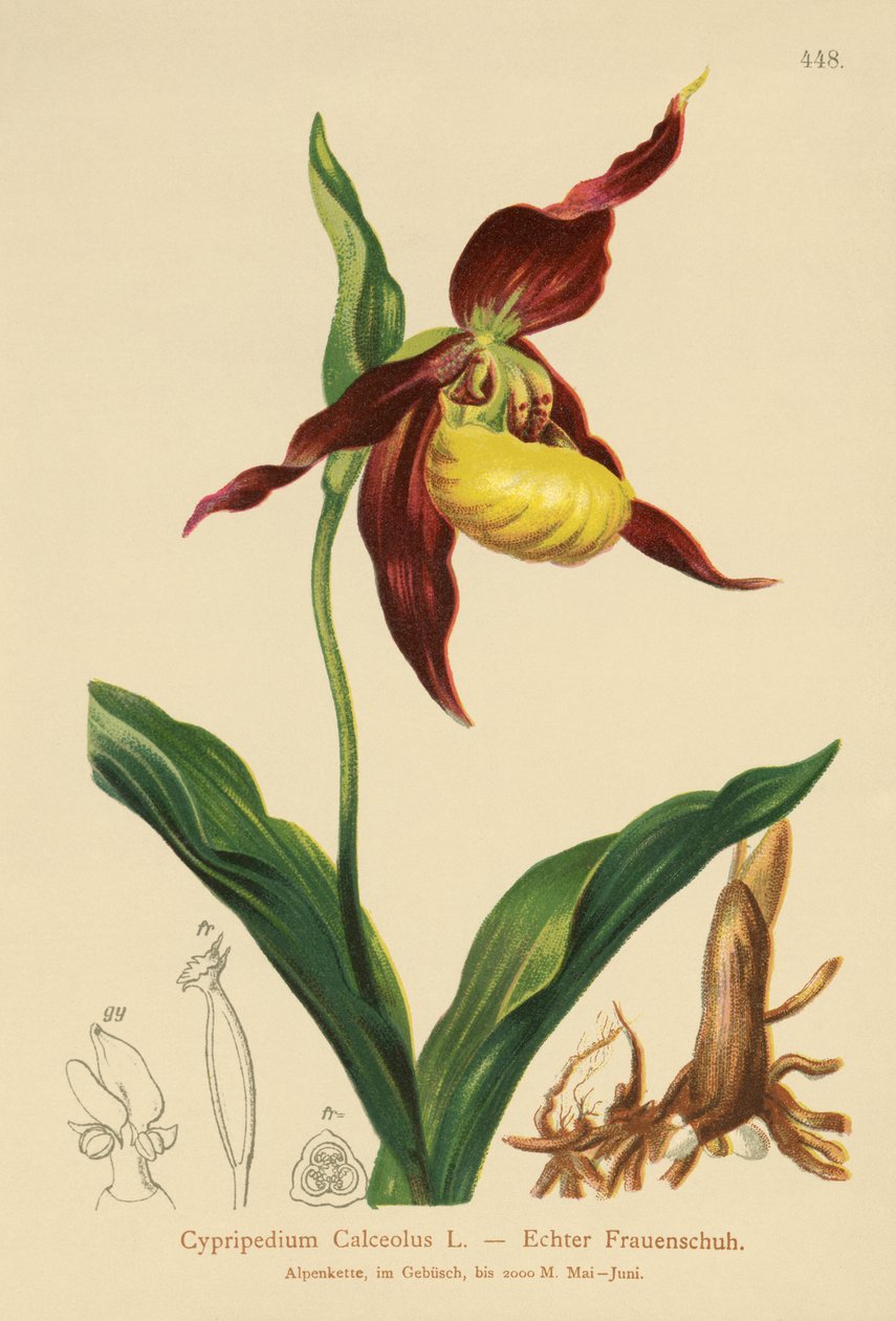 Pantoflíček pantoflíček (Cypripedium Calceolus) od German School