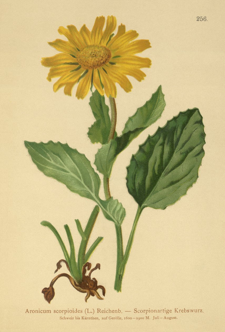 Levhart velkokvětý (Aronicum scorpioides, Doronicum grandiflorum) od German School
