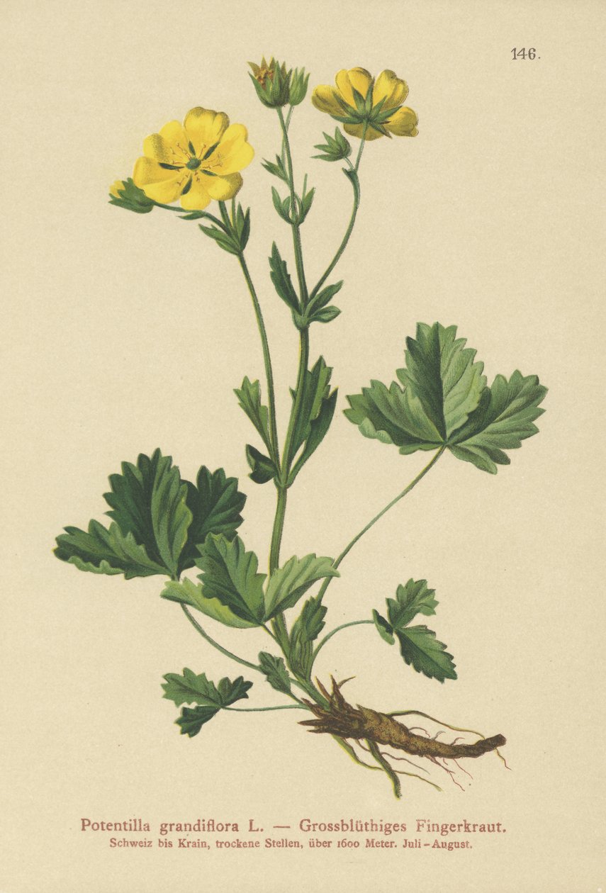 Potentilla velkokvětá (Potentilla grandiflora) od German School