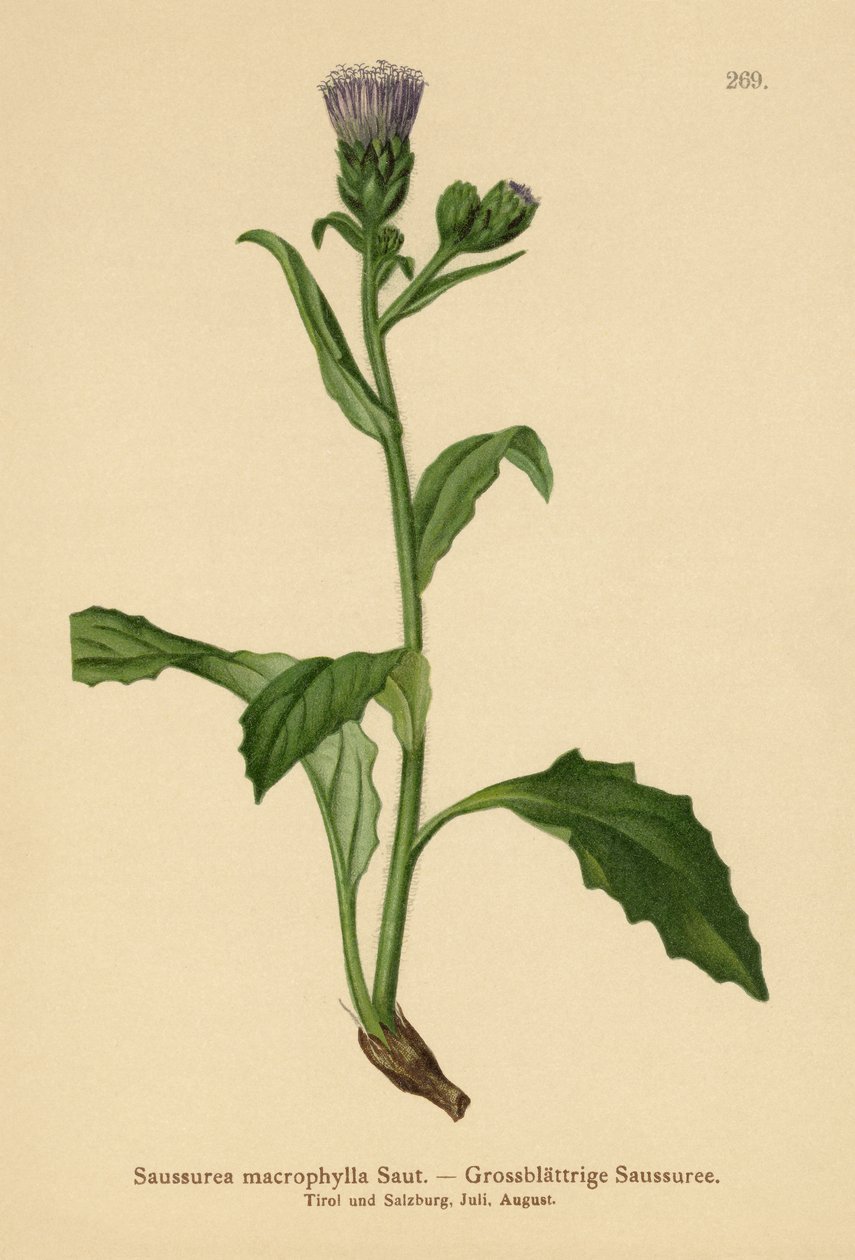 Pila velkolistá (Saussurea macrophylla, Saussurea alpina ssp. macrophylla) od German School