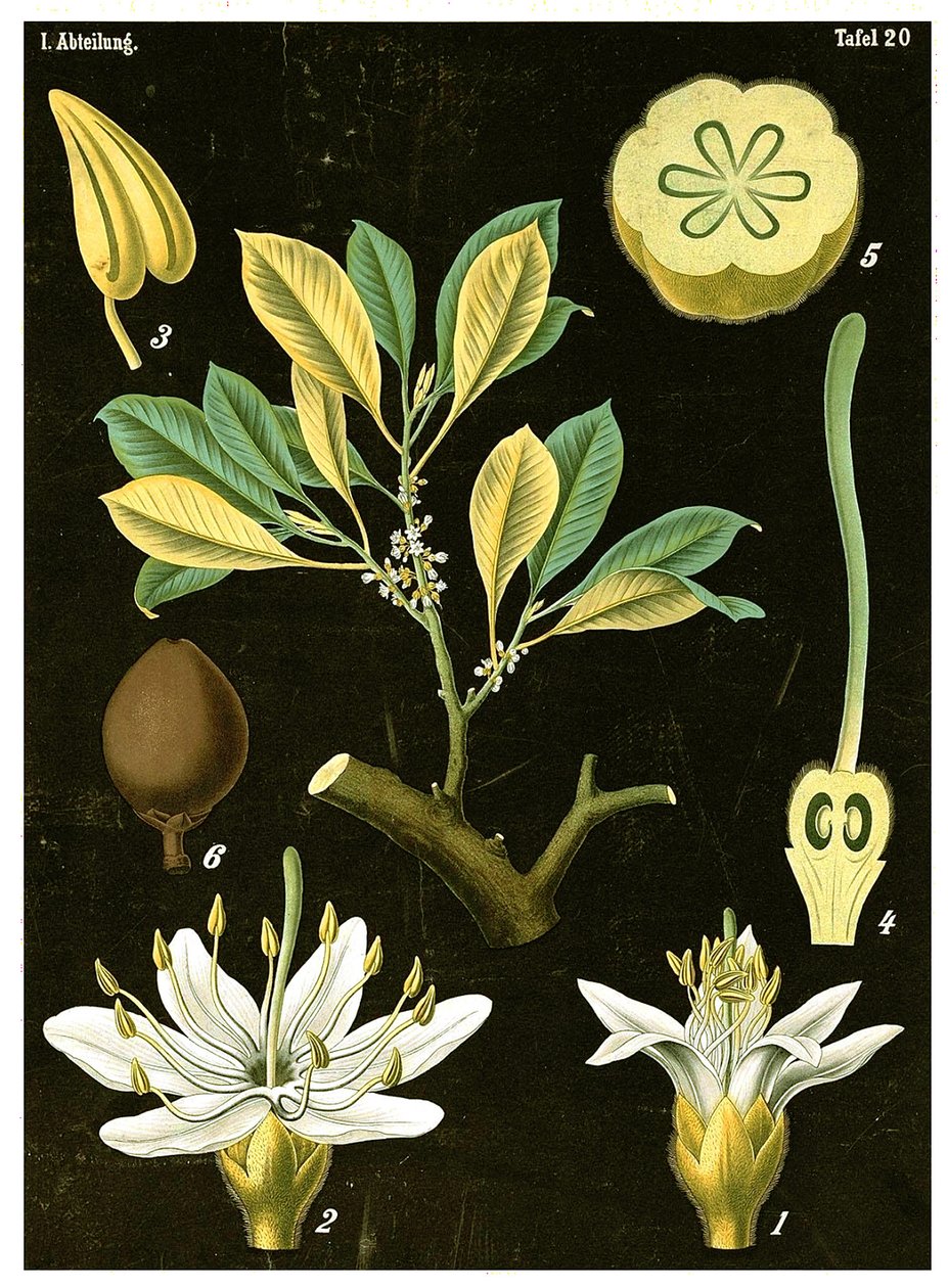 Latex (Palaquium gutta) c.1890 (chromolitograf) od German School