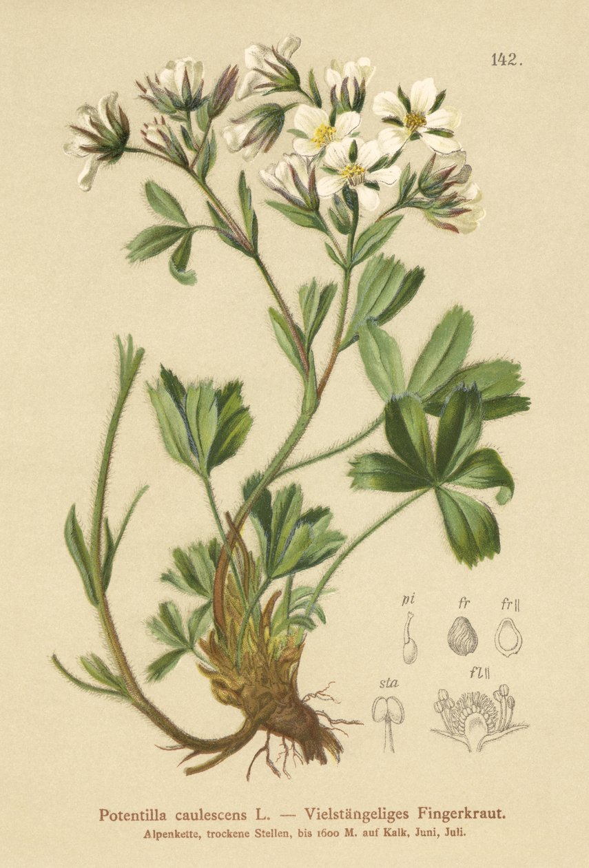 Mochna laxní (Potentilla caulescens) od German School