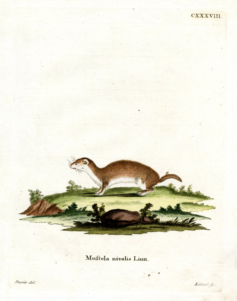 Least Weasel (barevné rytí) od German School