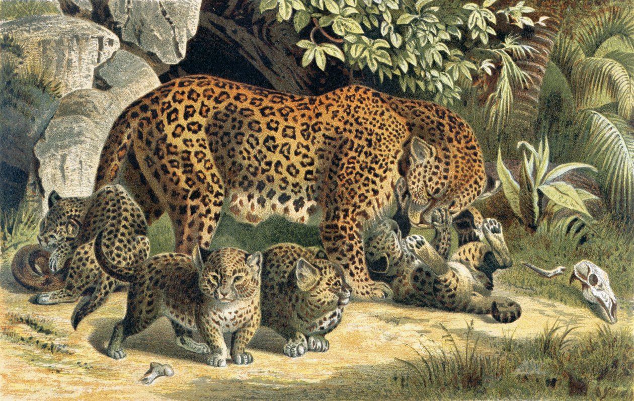 Leopard, deska z Brehms Tierleben: Allgemeine Kunde des Tierreichs, díl 1, str. 463, vydal Bibliographisches Institut, 1890 od German School
