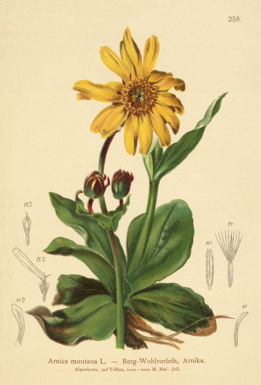 Leopards-Bane (Arnica montana) od German School