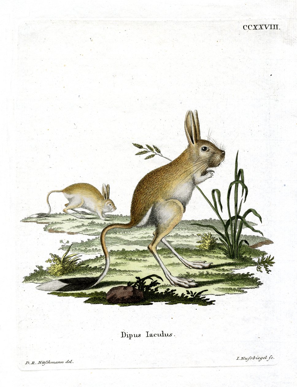 Maloegyptská Jerboa (barevná rytina) od German School