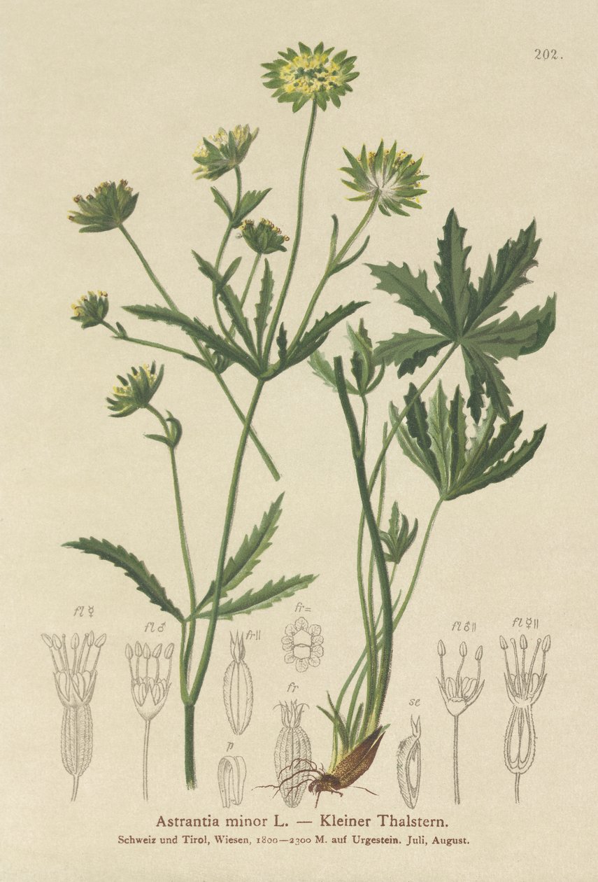 Mistrinka menší (Astrantia minor) od German School