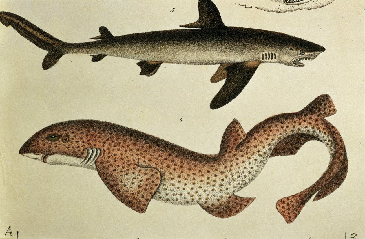 Malá rybka, Pl.93 z knihy "Naturgeschichte und Abbildung der Fische" od H.R. Schinze, 1836 od German School