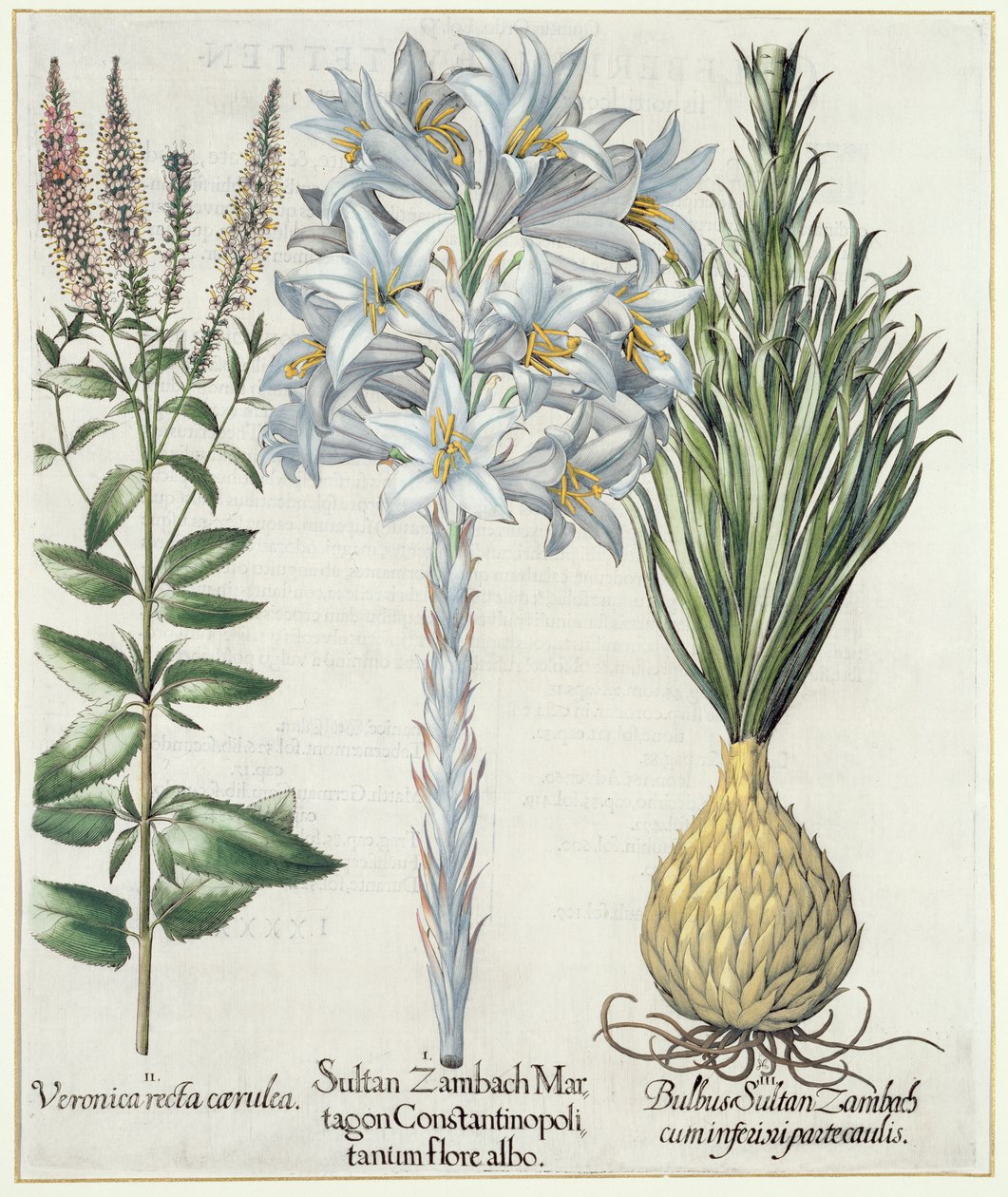Lilie: 1.Sultan Zambach Martagon z Konstantinopole bílý květ 2.Veronica recta carnlea 3.Bulbus Sultan Zambach cuminfeunipartecaulis, z Hortus Eystettensis od Basila Beslera (1561-1629), pub. 1613 od German School