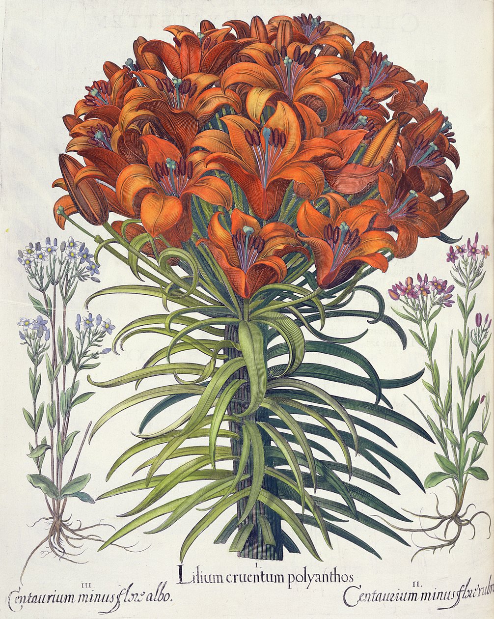 Lilie a Buk: 1.Lilium krvavý polyanthos; 2.Centaurium mínus červený květ; 3.Centaurium minus flore albo, z Hortus Eystettensis od Basila Beslera (1561-1629), pub. 1613 od German School