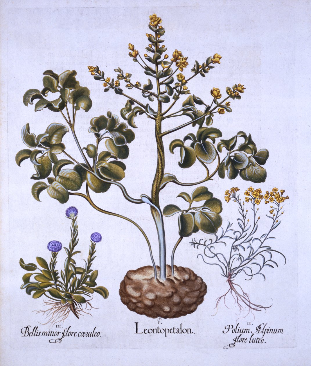 Lví list a alpské květiny, od Hortus Eystettensis, Basil Besler (1561-1629), hospoda. 1613 (ručně kolorovaná rytina) od German School